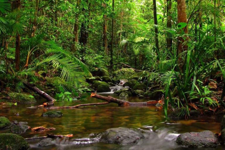 Sinharaja Rainforest Day Trek from Colombo